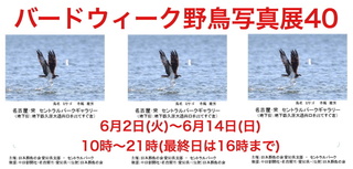 birdweek_940x450_2020.5.22.jpg