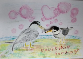 courtshipfeeding.jpeg