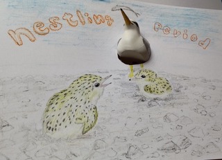 nestlingperiod.jpeg